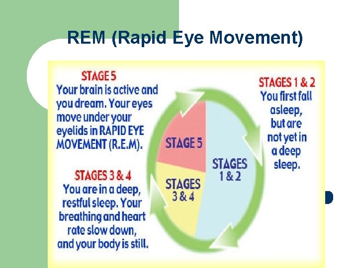 REM (Rapid Eye Movement) 