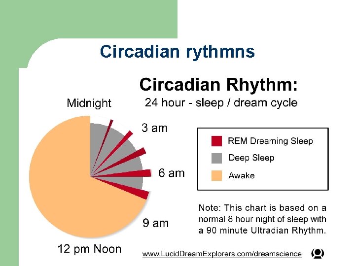 Circadian rythmns 