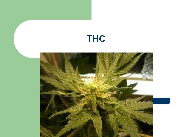 THC 