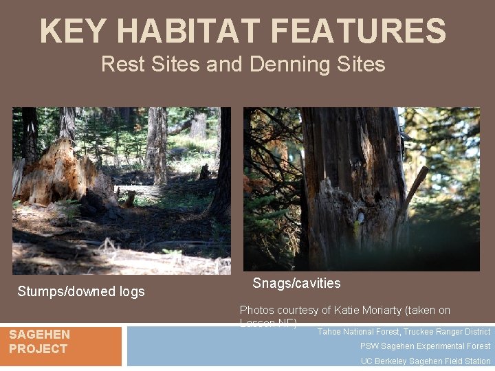 KEY HABITAT FEATURES Rest Sites and Denning Sites Stumps/downed logs SAGEHEN PROJECT Snags/cavities Photos