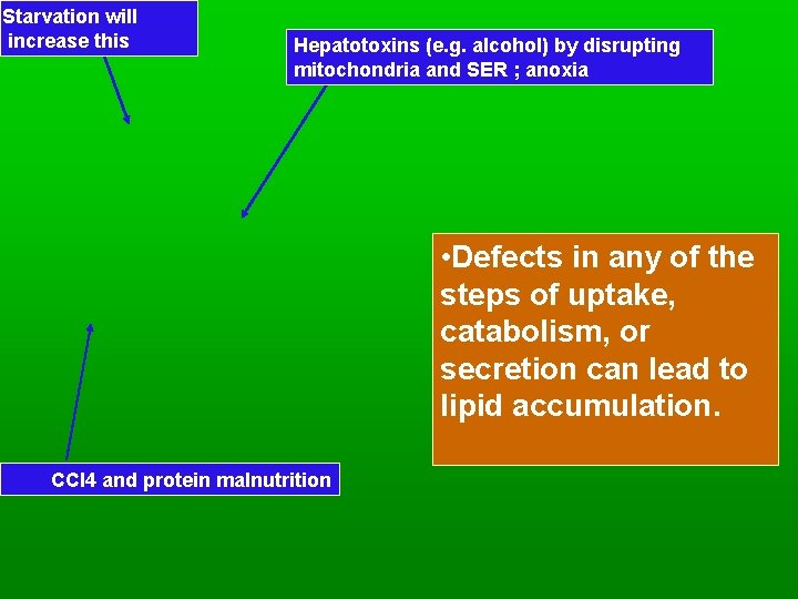 Starvation will increase this Hepatotoxins (e. g. alcohol) by disrupting mitochondria and SER ;