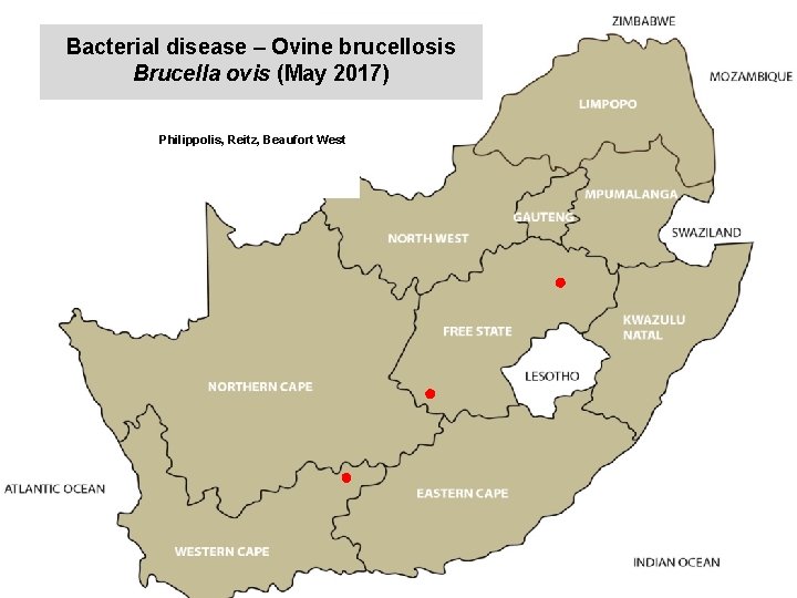 Bacterial disease – Ovine brucellosis Brucella ovis (May 2017) kjkjnmn Philippolis, Reitz, Beaufort West