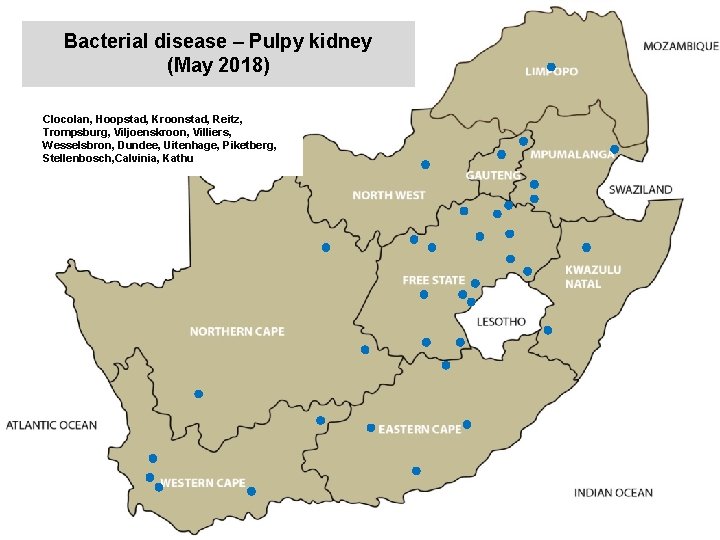 Bacterial disease – Pulpy kidney (May 2018) kjkjnmn Clocolan, Hoopstad, Kroonstad, Reitz, Trompsburg, Viljoenskroon,