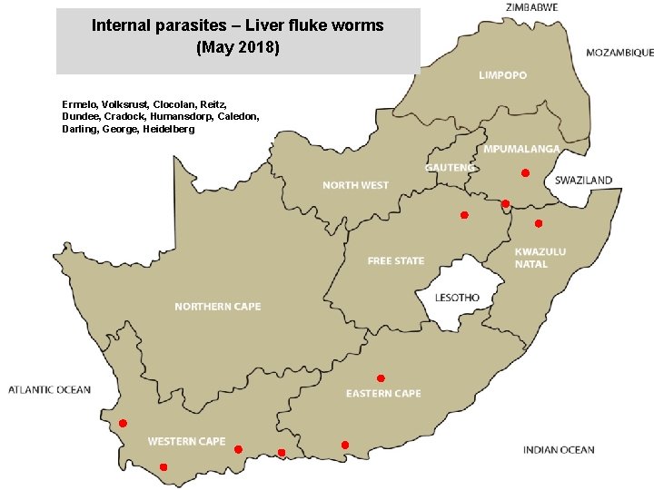 Internal parasites – Liver fluke worms (May 2018) jkccff Ermelo, Volksrust, Clocolan, Reitz, Dundee,