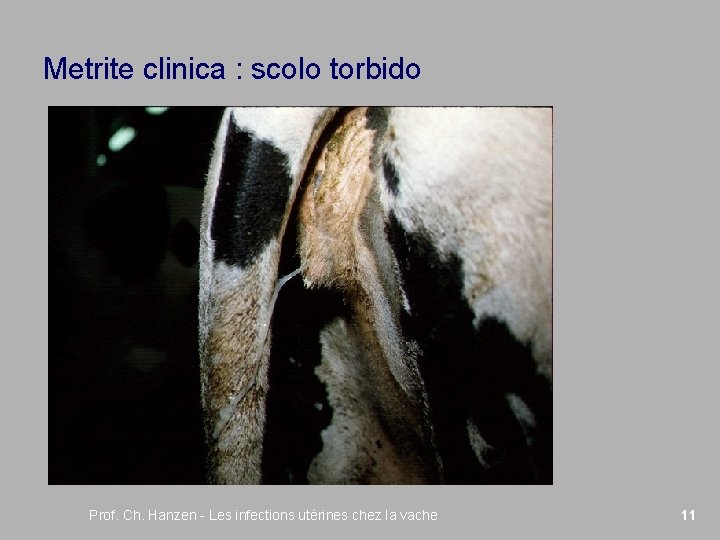 Metrite clinica : scolo torbido Prof. Ch. Hanzen - Les infections utérines chez la