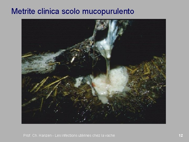 Metrite clinica scolo mucopurulento Prof. Ch. Hanzen - Les infections utérines chez la vache
