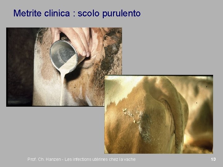 Metrite clinica : scolo purulento Prof. Ch. Hanzen - Les infections utérines chez la