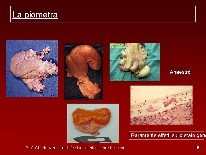 La piometra Anaestro Raramente effetti sullo stato gene Prof. Ch. Hanzen - Les infections