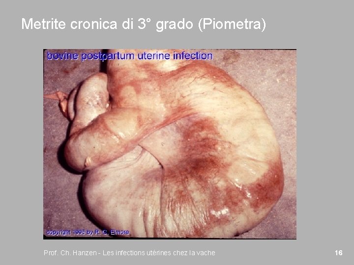 Metrite cronica di 3° grado (Piometra) Prof. Ch. Hanzen - Les infections utérines chez