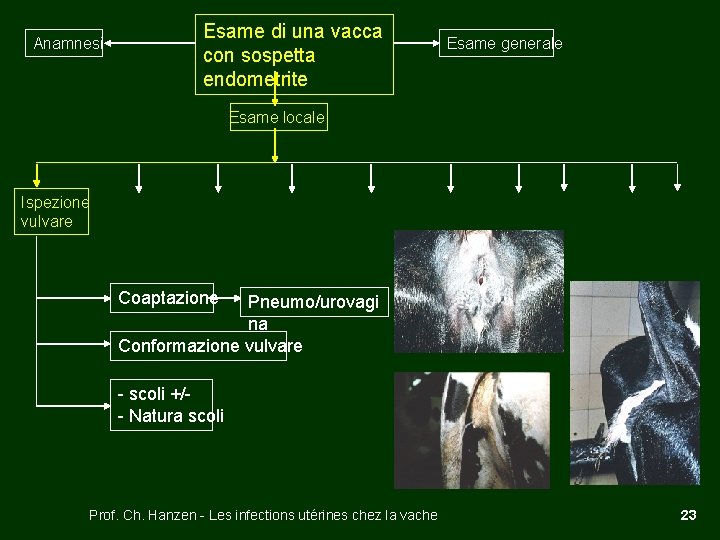 Anamnesi Esame di una vacca con sospetta endometrite Esame generale Esame locale Ispezione vulvare