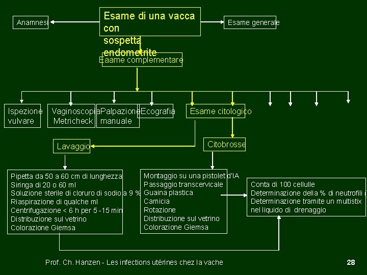 Esame di una vacca con sospetta endometrite Anamnesi Esame generale Eaame complementare Ispezione vulvare