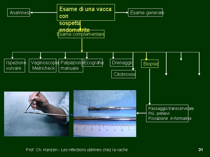 Anamnesi Esame di una vacca con sospetta endometrite Esame generale Esame complementare Ispezione vulvare