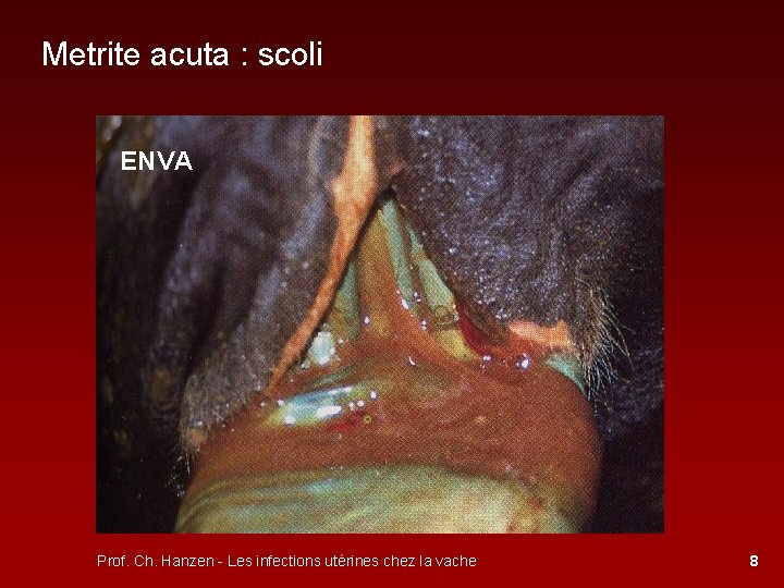Metrite acuta : scoli ENVA Prof. Ch. Hanzen - Les infections utérines chez la