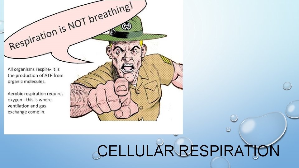 CELLULAR RESPIRATION 