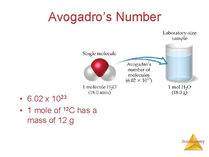 Avogadro’s Number • 6. 02 x 1023 • 1 mole of 12 C has