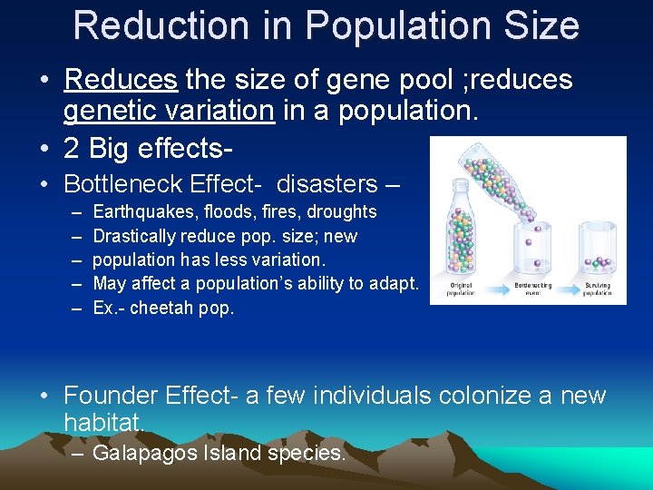 Reduction in Population Size • Reduces the size of gene pool ; reduces genetic Reduction in Population Size • Reduces the size of gene pool ; reduces genetic