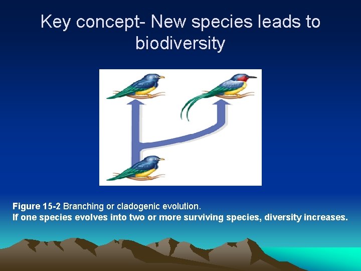 Key concept- New species leads to biodiversity Figure 15 -2 Branching or cladogenic evolution. Key concept- New species leads to biodiversity Figure 15 -2 Branching or cladogenic evolution.