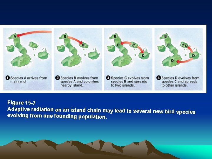 Figure 15 -7 Adaptive radiation on an island chain may lead to several new