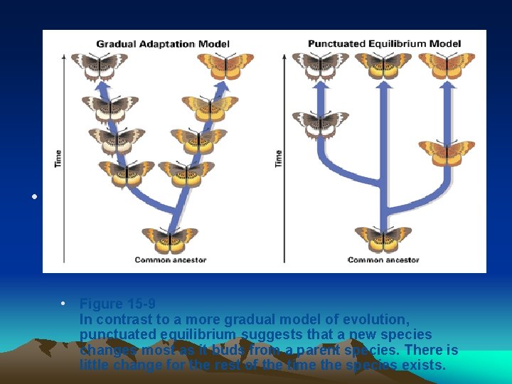 • • Figure 15 -9 In contrast to a more gradual model of • • Figure 15 -9 In contrast to a more gradual model of