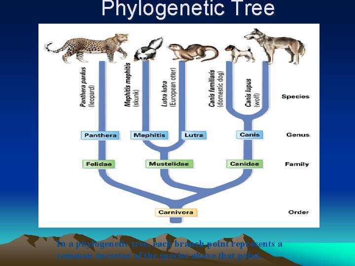 Phylogenetic Tree In a phylogenetic tree, each branch point represents a common ancestor of