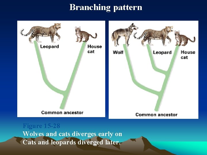  Branching pattern Figure 15 -28 Wolves and cats diverges early on Cats and