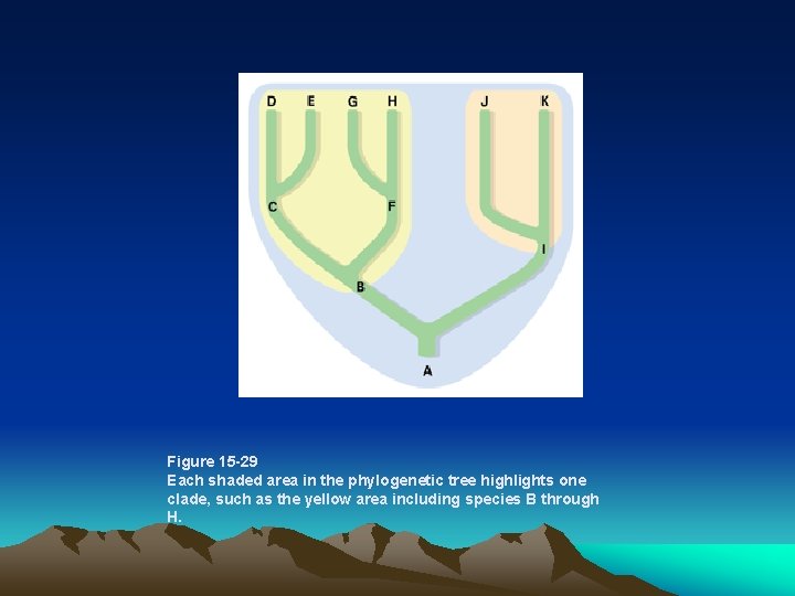 Figure 15 -29 Each shaded area in the phylogenetic tree highlights one clade, Figure 15 -29 Each shaded area in the phylogenetic tree highlights one clade,