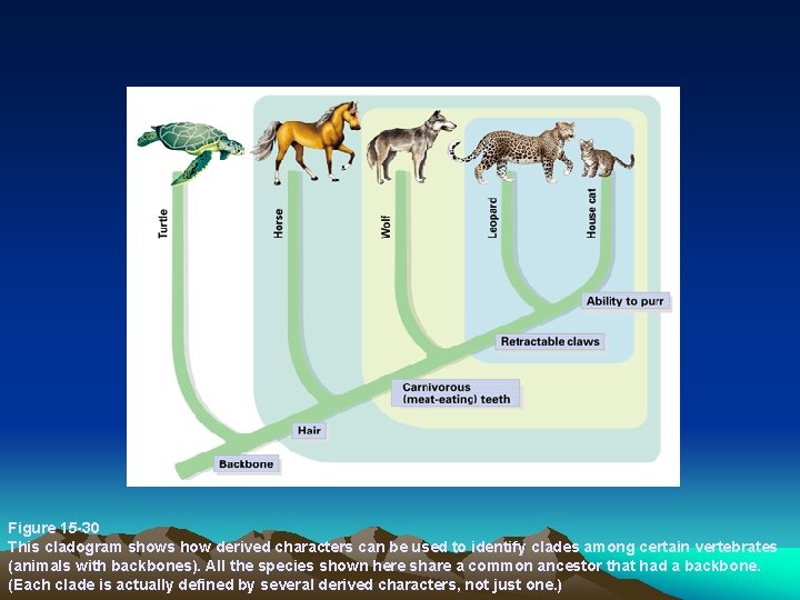  Figure 15 -30 This cladogram shows how derived characters can be used to