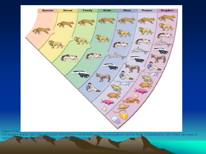 Figure 15 -24 The leopard shares many characteristics with the lion—which belongs to Figure 15 -24 The leopard shares many characteristics with the lion—which belongs to