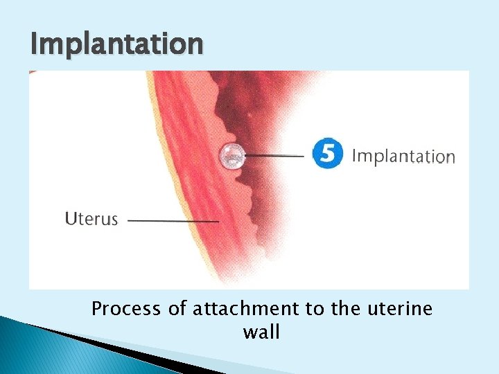 Implantation Process of attachment to the uterine wall 