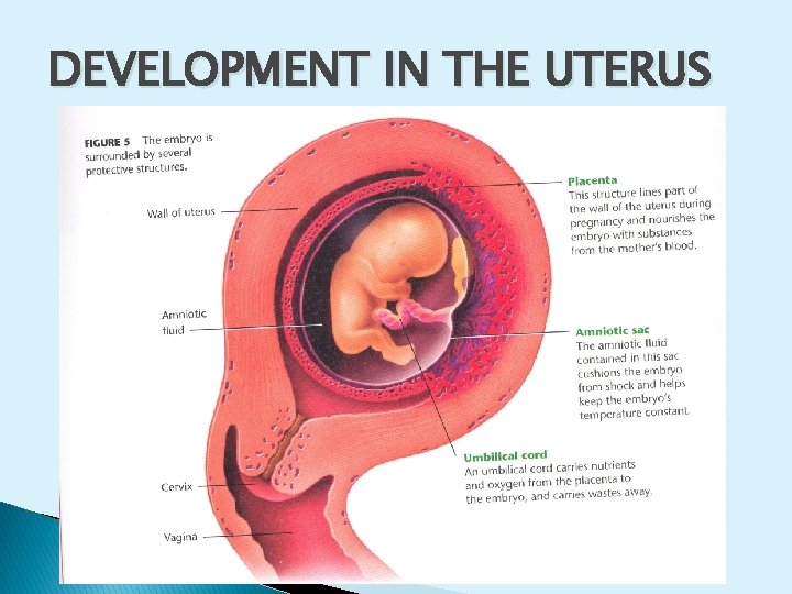 DEVELOPMENT IN THE UTERUS 