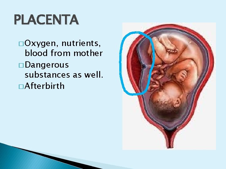 PLACENTA � Oxygen, nutrients, blood from mother � Dangerous substances as well. � Afterbirth