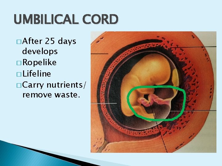 UMBILICAL CORD � After 25 days develops � Ropelike � Lifeline � Carry nutrients/