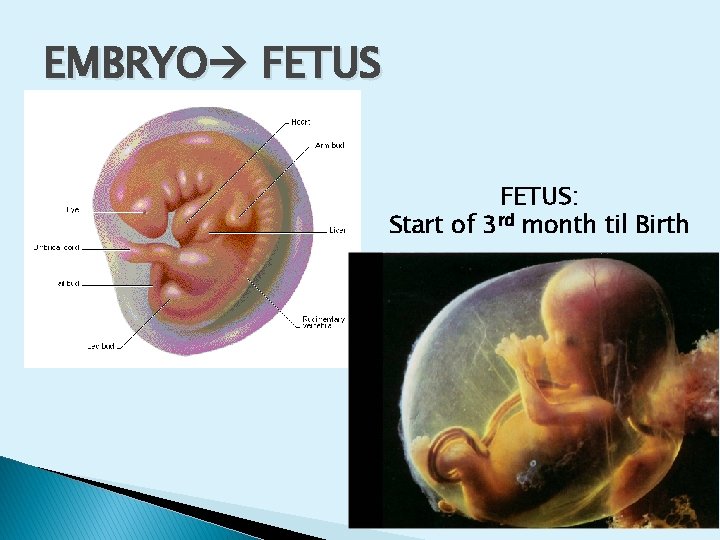 EMBRYO FETUS: Start of 3 rd month til Birth 