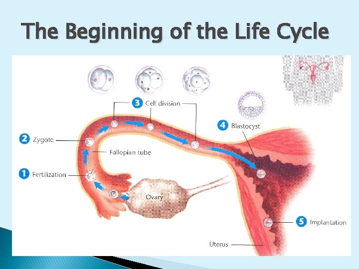 The Beginning of the Life Cycle 