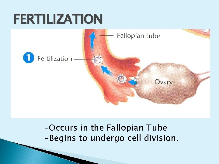 FERTILIZATION -Occurs in the Fallopian Tube -Begins to undergo cell division. 