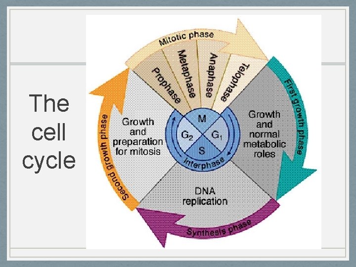 The cell cycle 