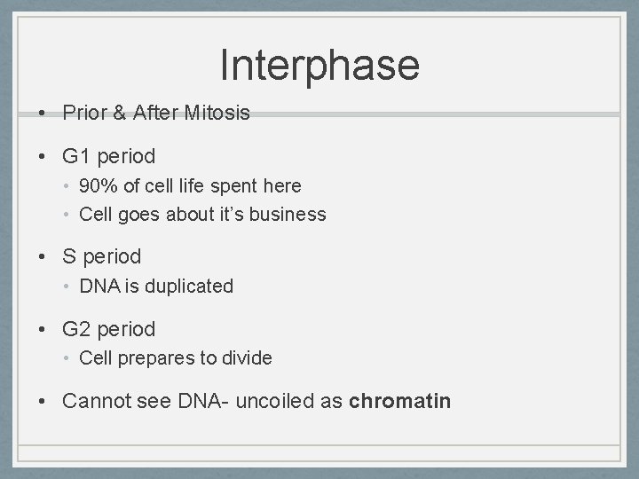 Interphase • Prior & After Mitosis • G 1 period • 90% of cell