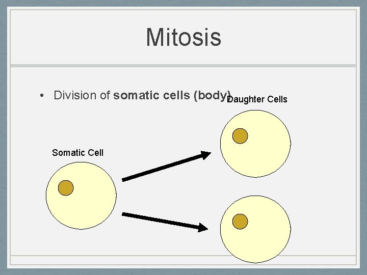 Mitosis • Division of somatic cells (body)Daughter Cells Somatic Cell 