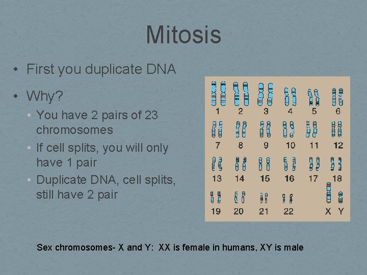 Mitosis • First you duplicate DNA • Why? • You have 2 pairs of