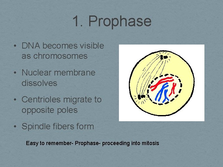 1. Prophase • DNA becomes visible as chromosomes • Nuclear membrane dissolves • Centrioles