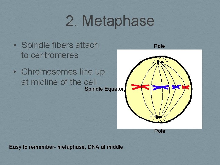 2. Metaphase • Spindle fibers attach to centromeres Pole • Chromosomes line up at