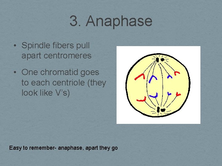 3. Anaphase • Spindle fibers pull apart centromeres • One chromatid goes to each