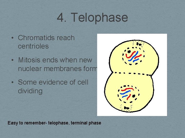 4. Telophase • Chromatids reach centrioles • Mitosis ends when new nuclear membranes form