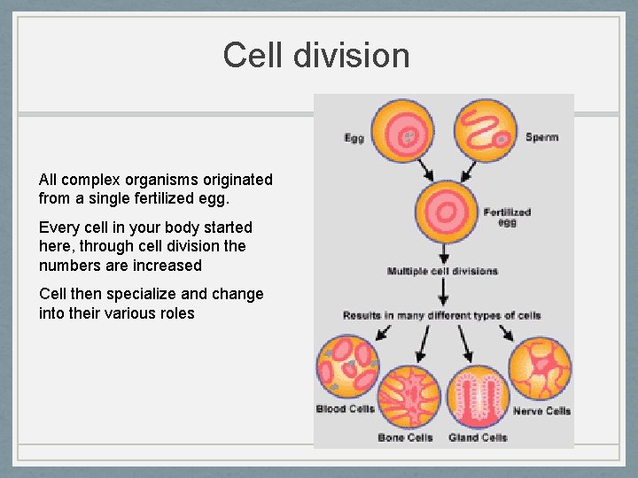 Cell division All complex organisms originated from a single fertilized egg. Every cell in