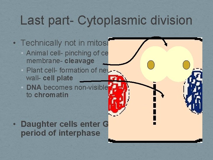 Last part- Cytoplasmic division • Technically not in mitosis • Animal cell- pinching of