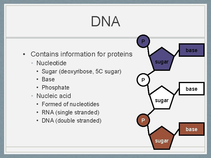 DNA P base • Contains information for proteins sugar • Nucleotide • Sugar (deoxyribose,