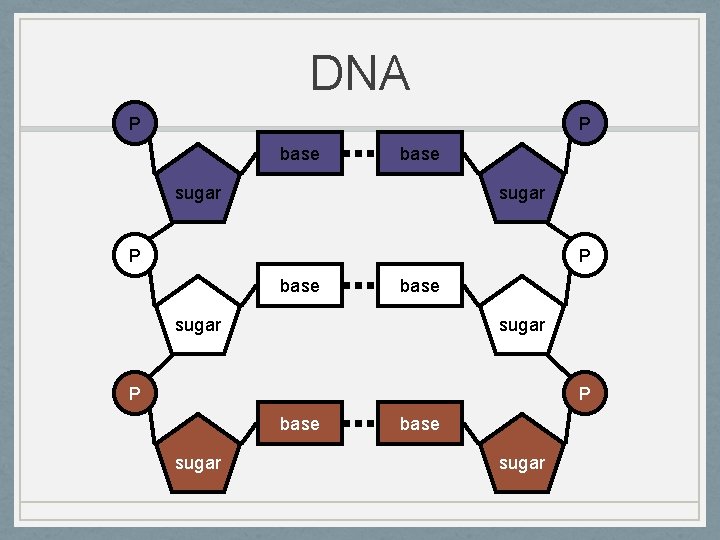 DNA P P base sugar P P base sugar 