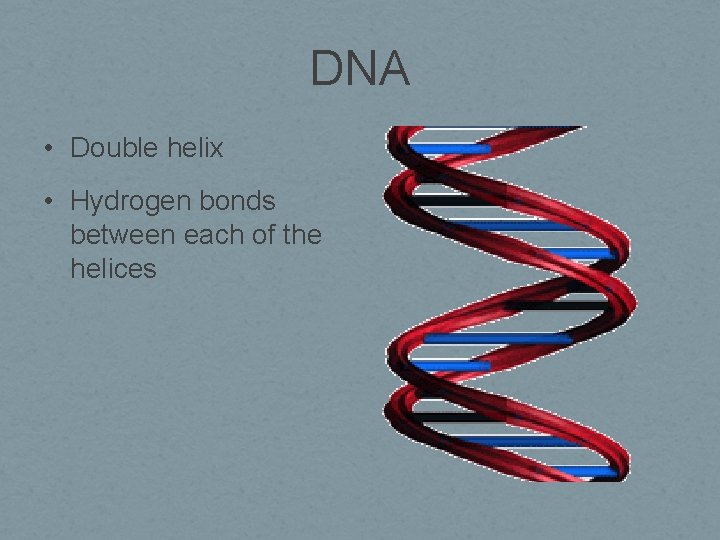 DNA • Double helix • Hydrogen bonds between each of the helices 