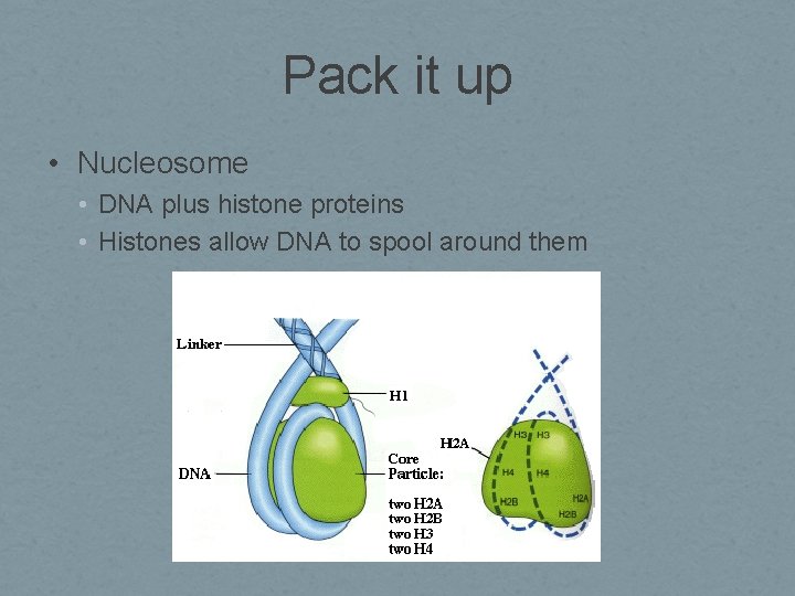 Pack it up • Nucleosome • DNA plus histone proteins • Histones allow DNA