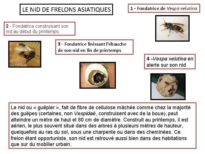 LE NID DE FRELONS ASIATIQUES 1 - Fondatrice de Vespa velutina 2 - Fondatrice